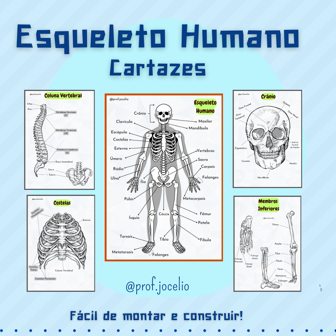 Esqueleto Humano - Cartazes