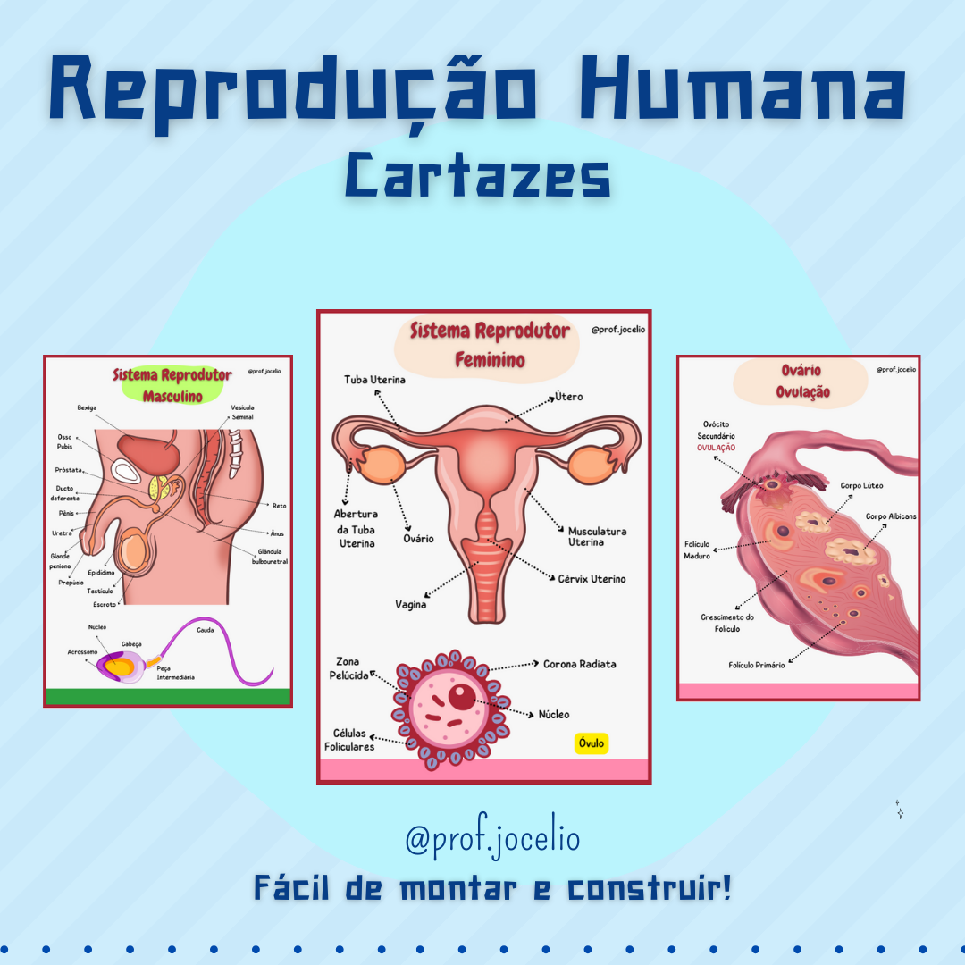 Reprodução Humana - Cartazes