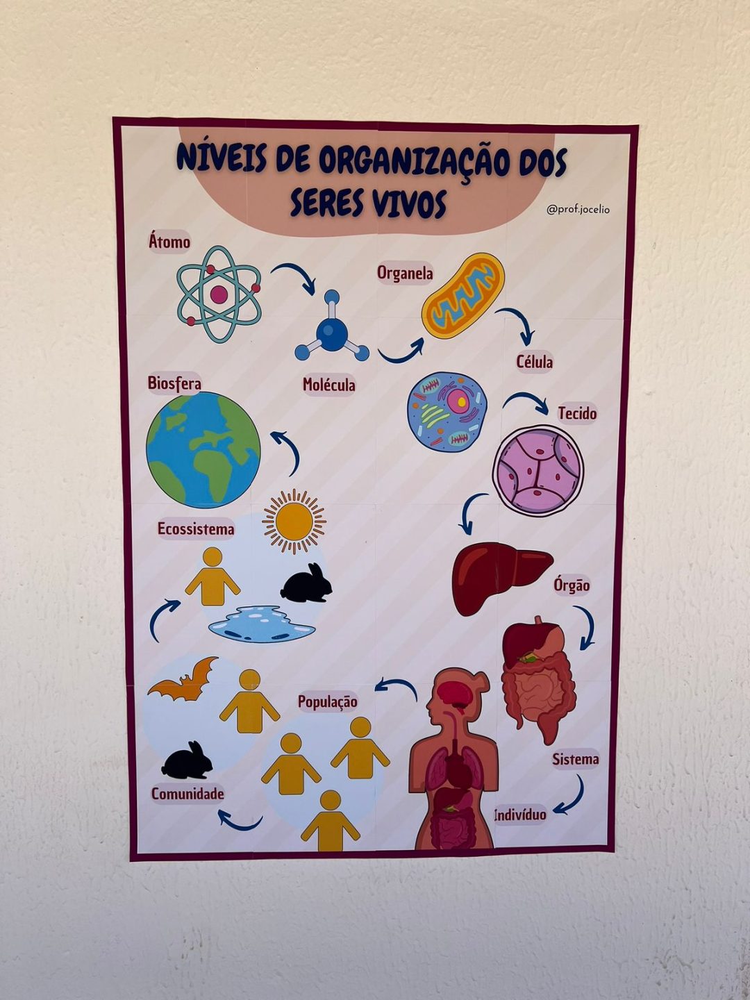 Níveis de Organização dos Seres Vivos - Cartaz - Imagem 3