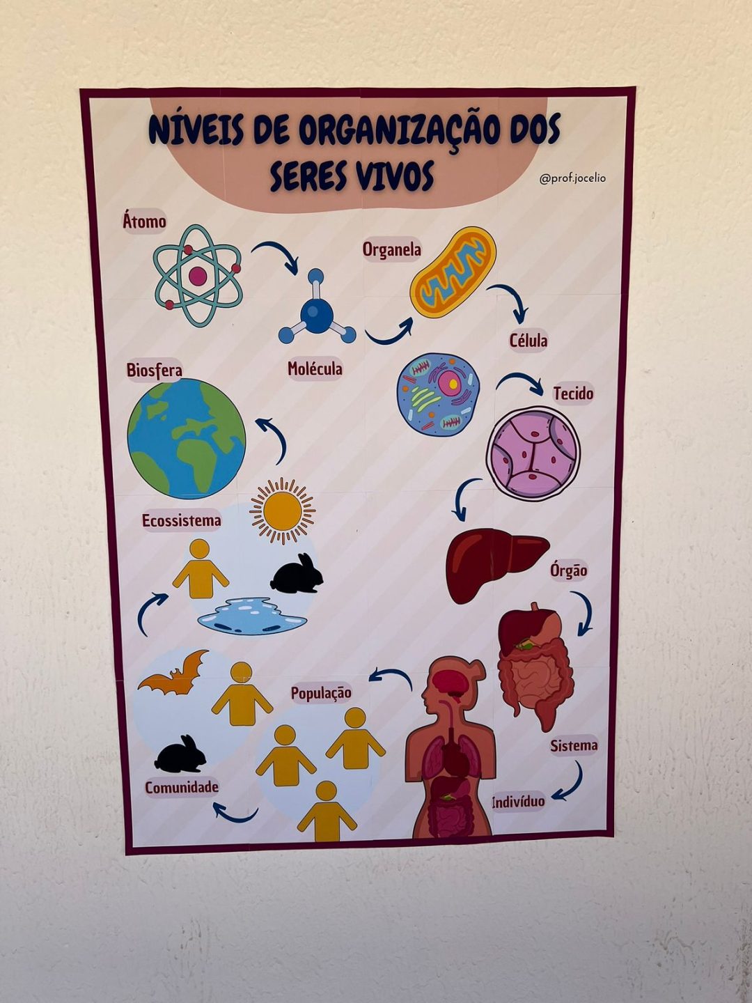 Níveis de Organização dos Seres Vivos - Cartaz - Imagem 2