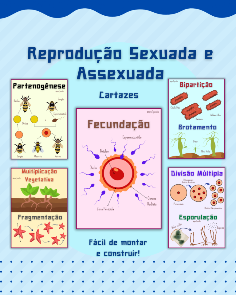 Reprodução Sexuada e Assexuada Cartazes – Sua Loja de Atividades ...