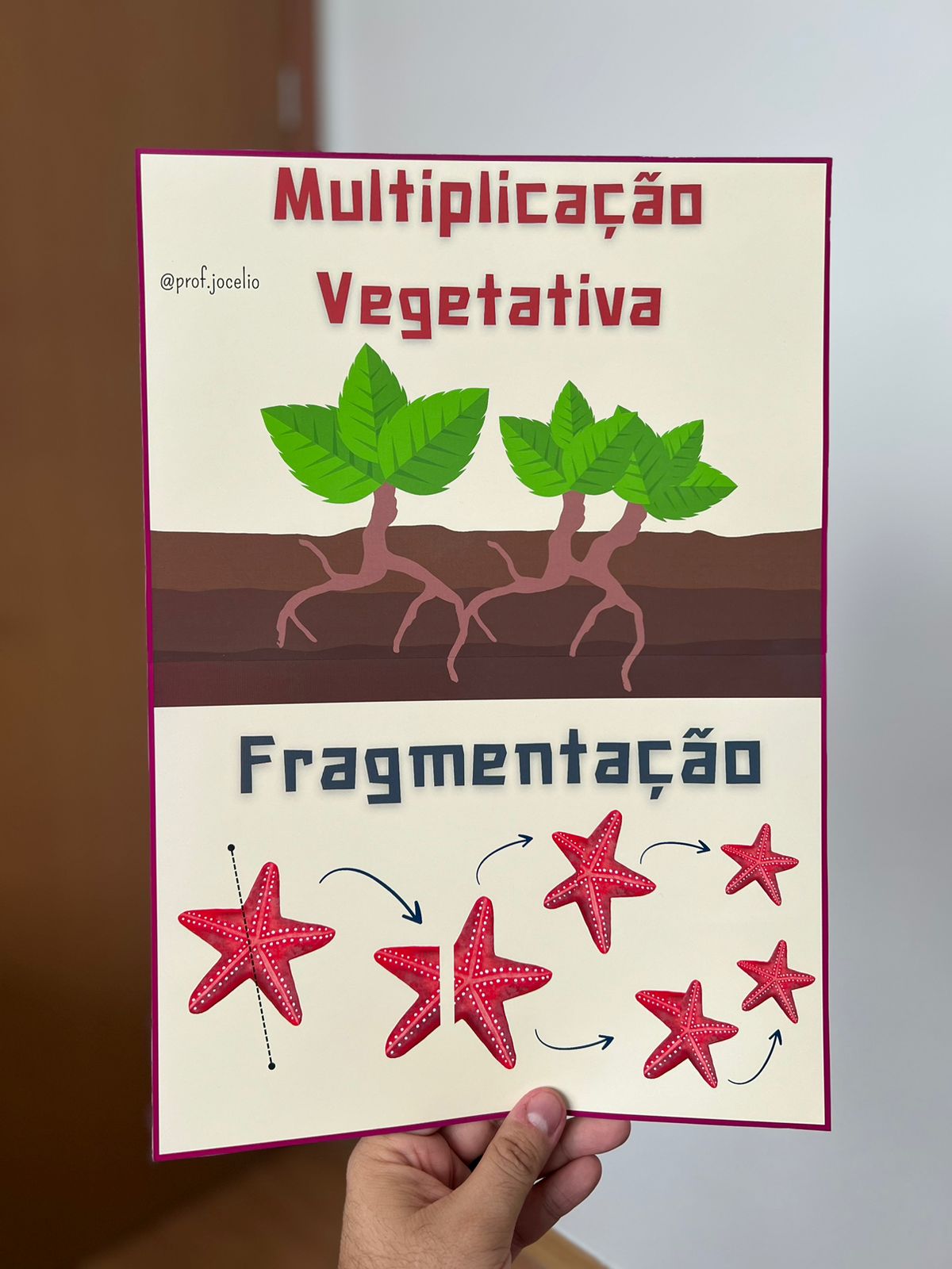 Reprodução Sexuada e Assexuada Cartazes - Imagem 5