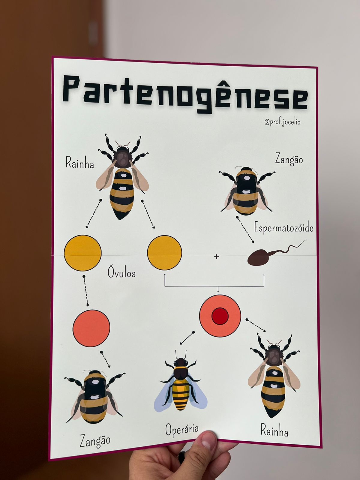 Reprodução Sexuada e Assexuada Cartazes - Imagem 3