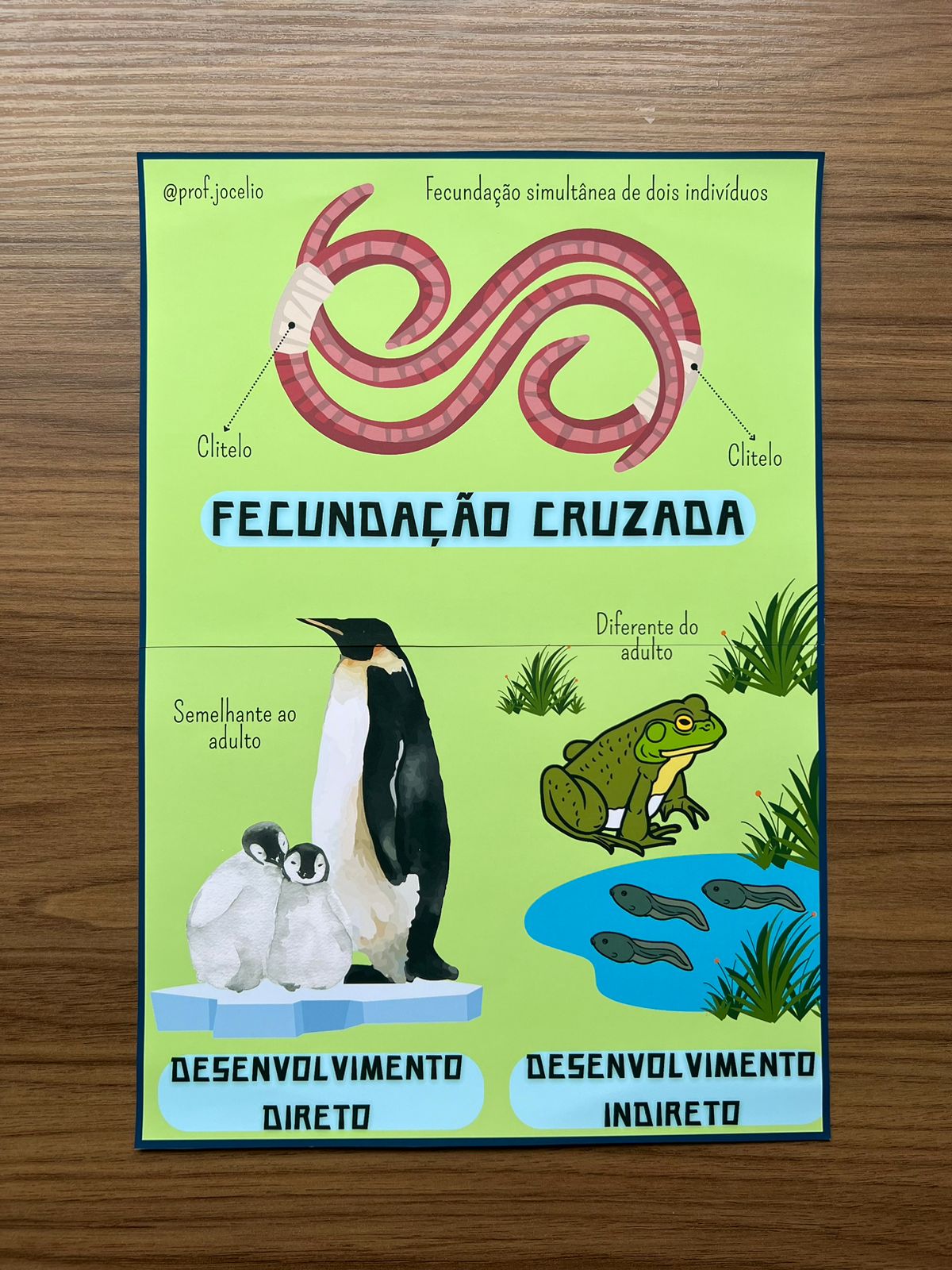 Reprodução Animal Cartazes - Imagem 9