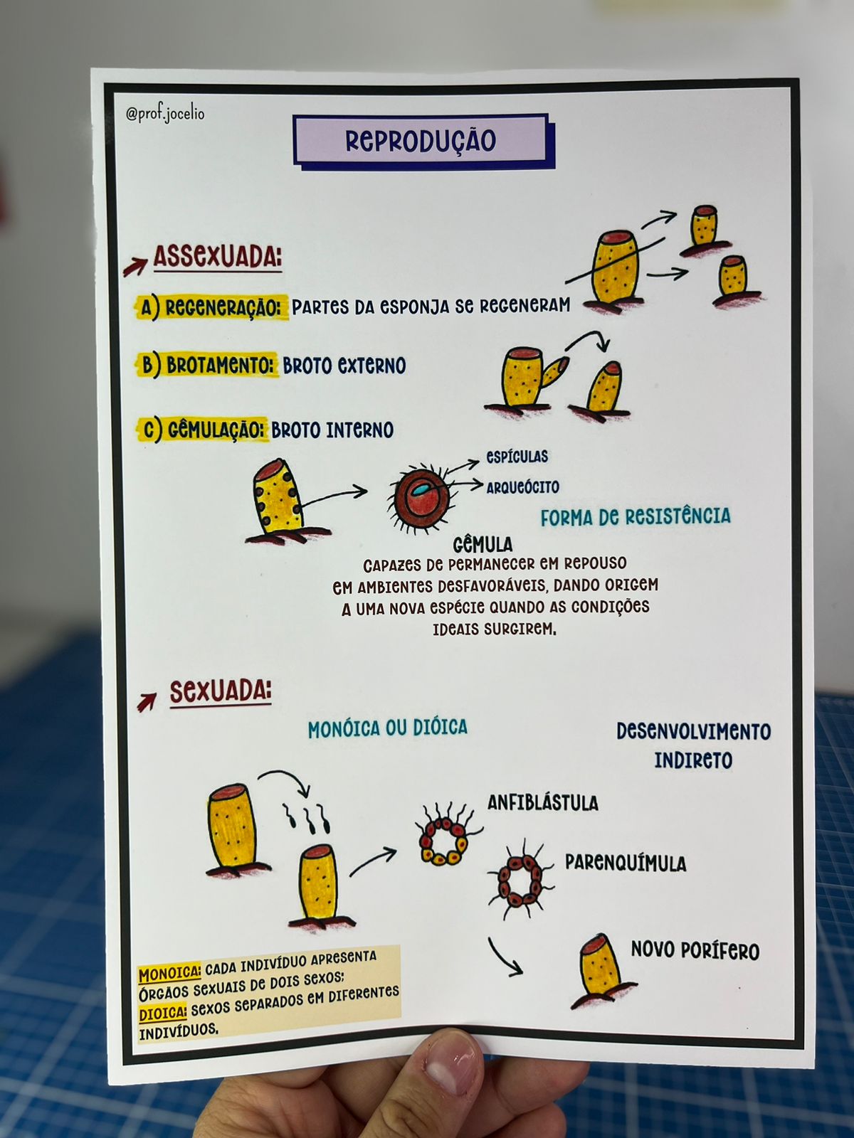 Poríferos Resumo e Mapa - Imagem 3