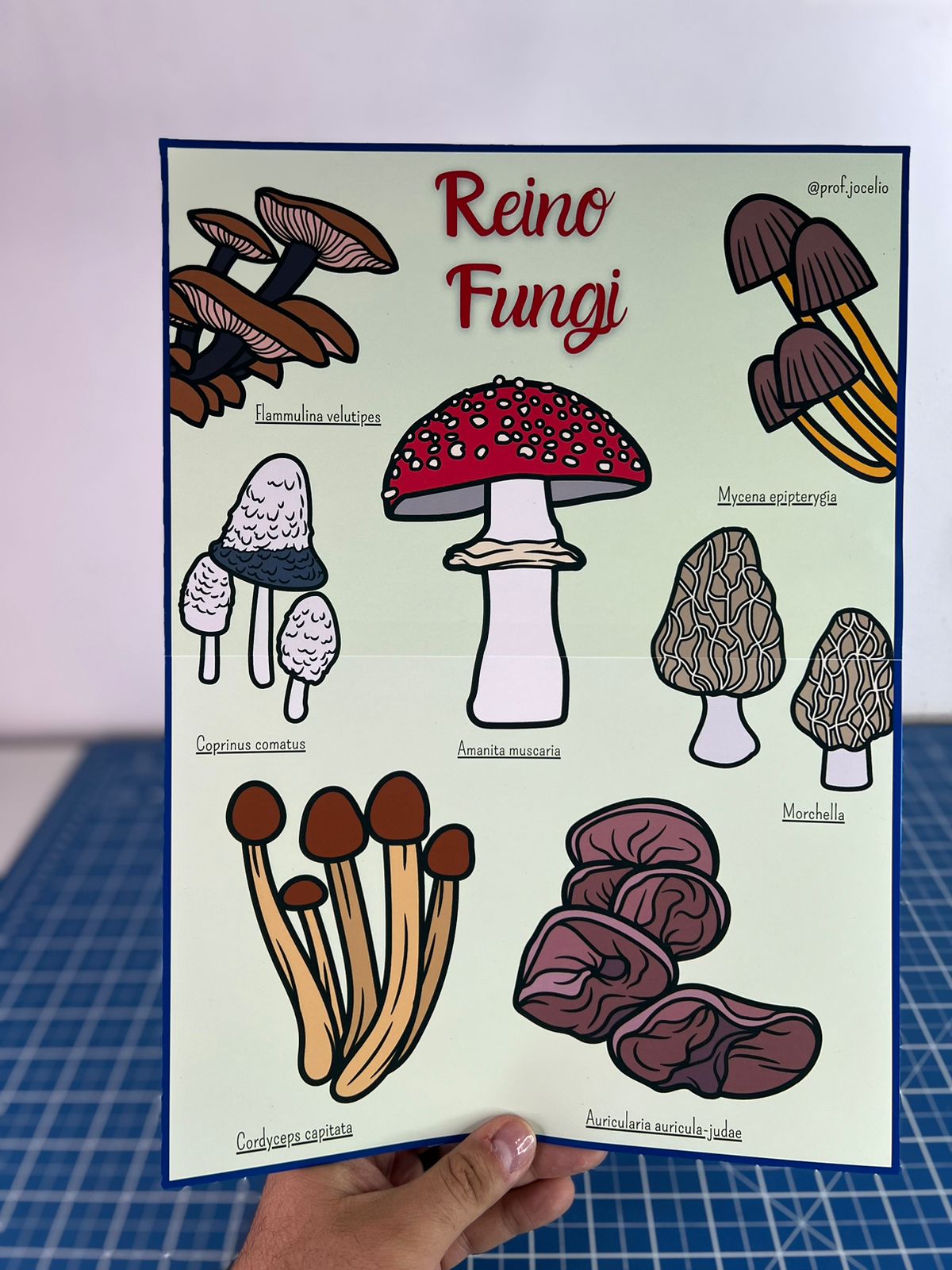 Classificação dos Seres Vivos - Cartazes - Imagem 4