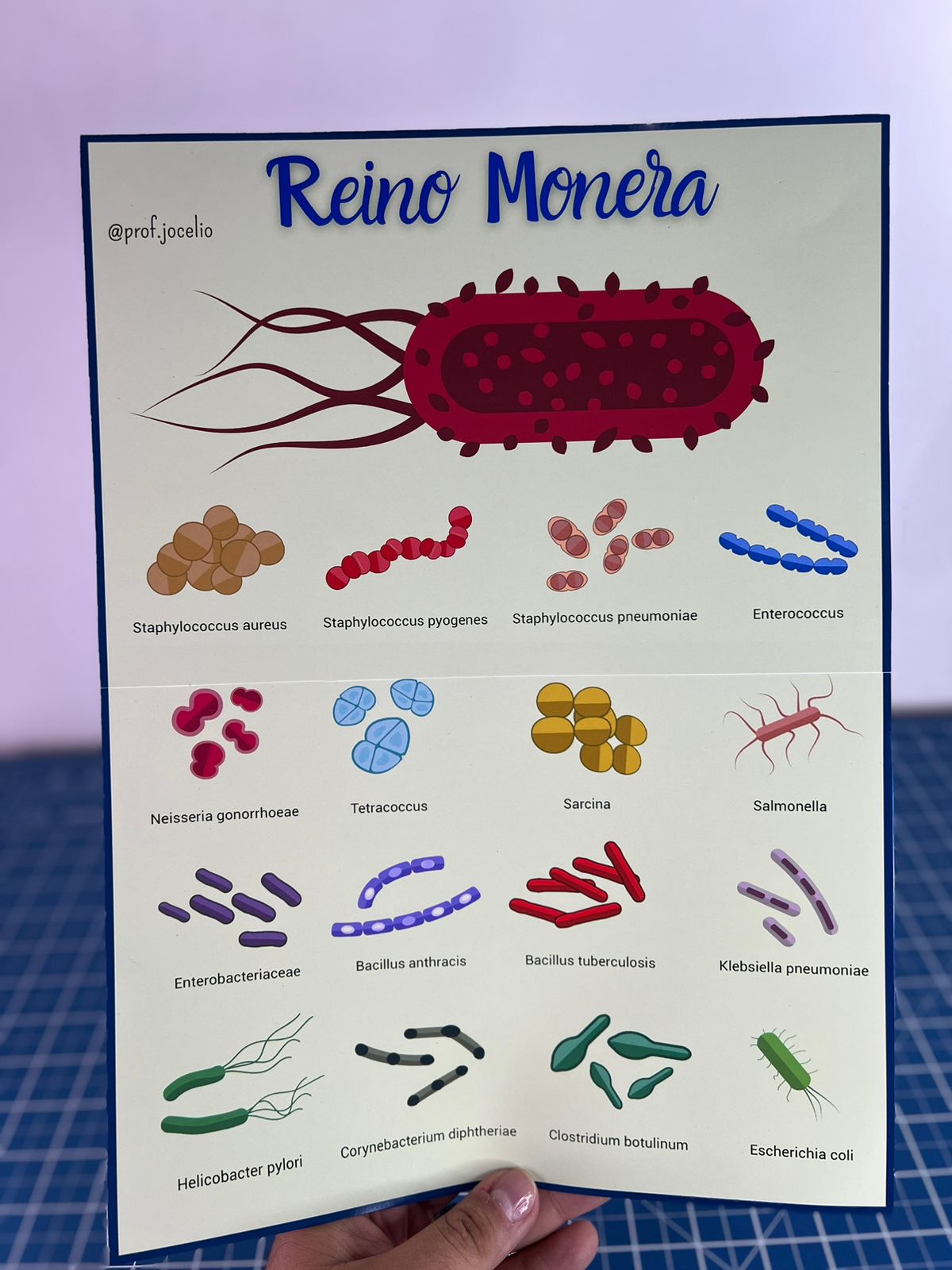 Classificação dos Seres Vivos - Cartazes - Imagem 3