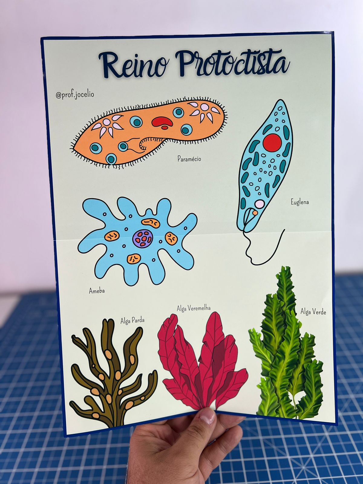 Classificação dos Seres Vivos - Cartazes - Imagem 2