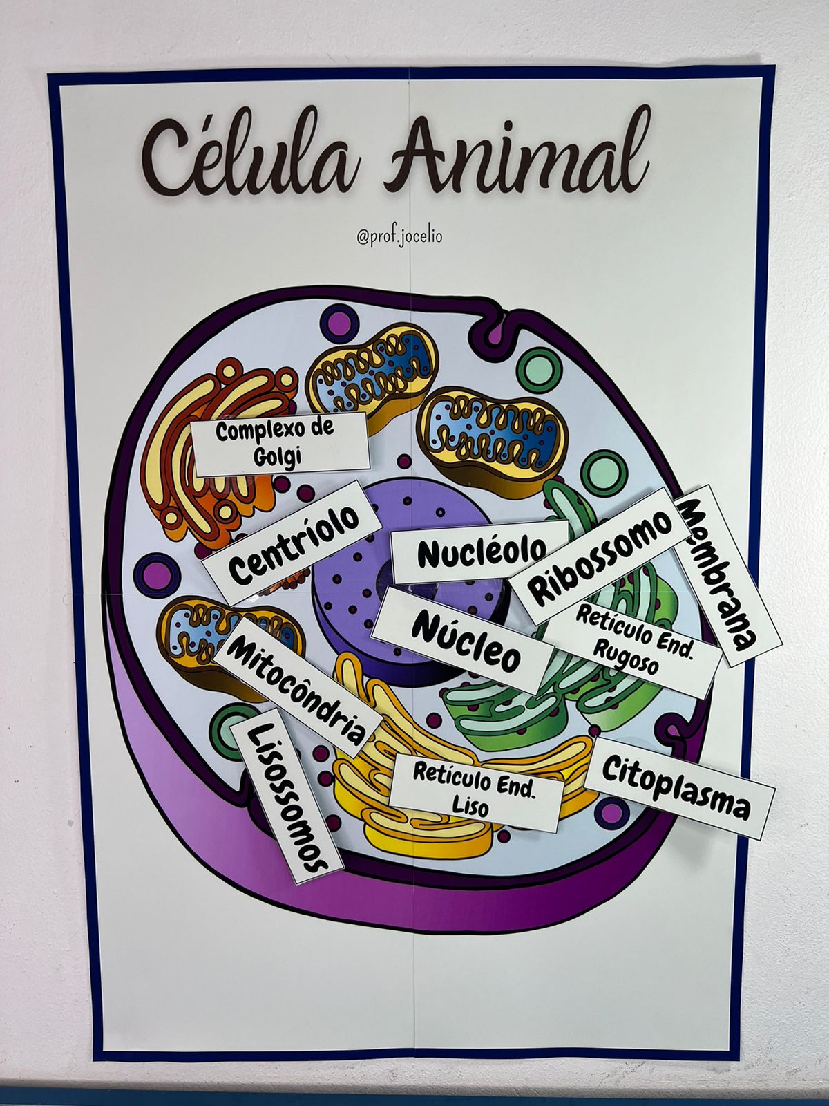 Identificando Organelas Celulares - Imagem 10