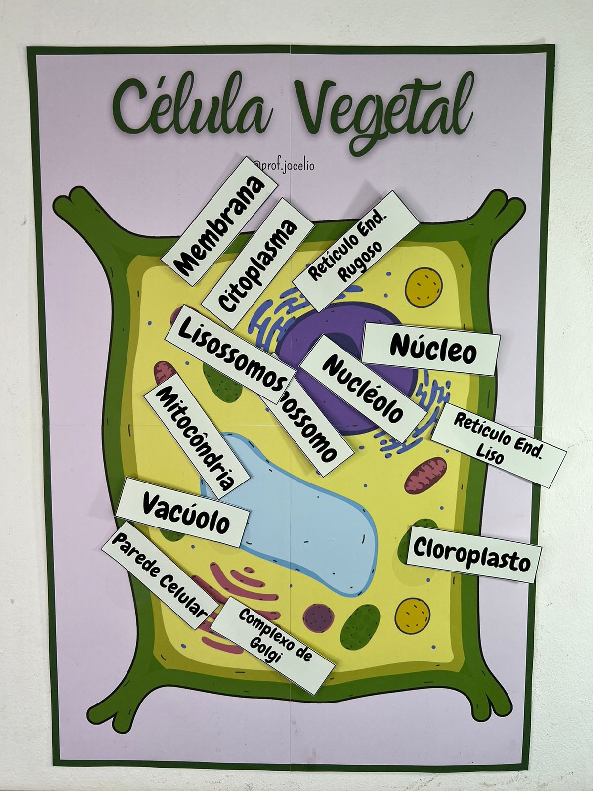 Identificando Organelas Celulares - Imagem 5
