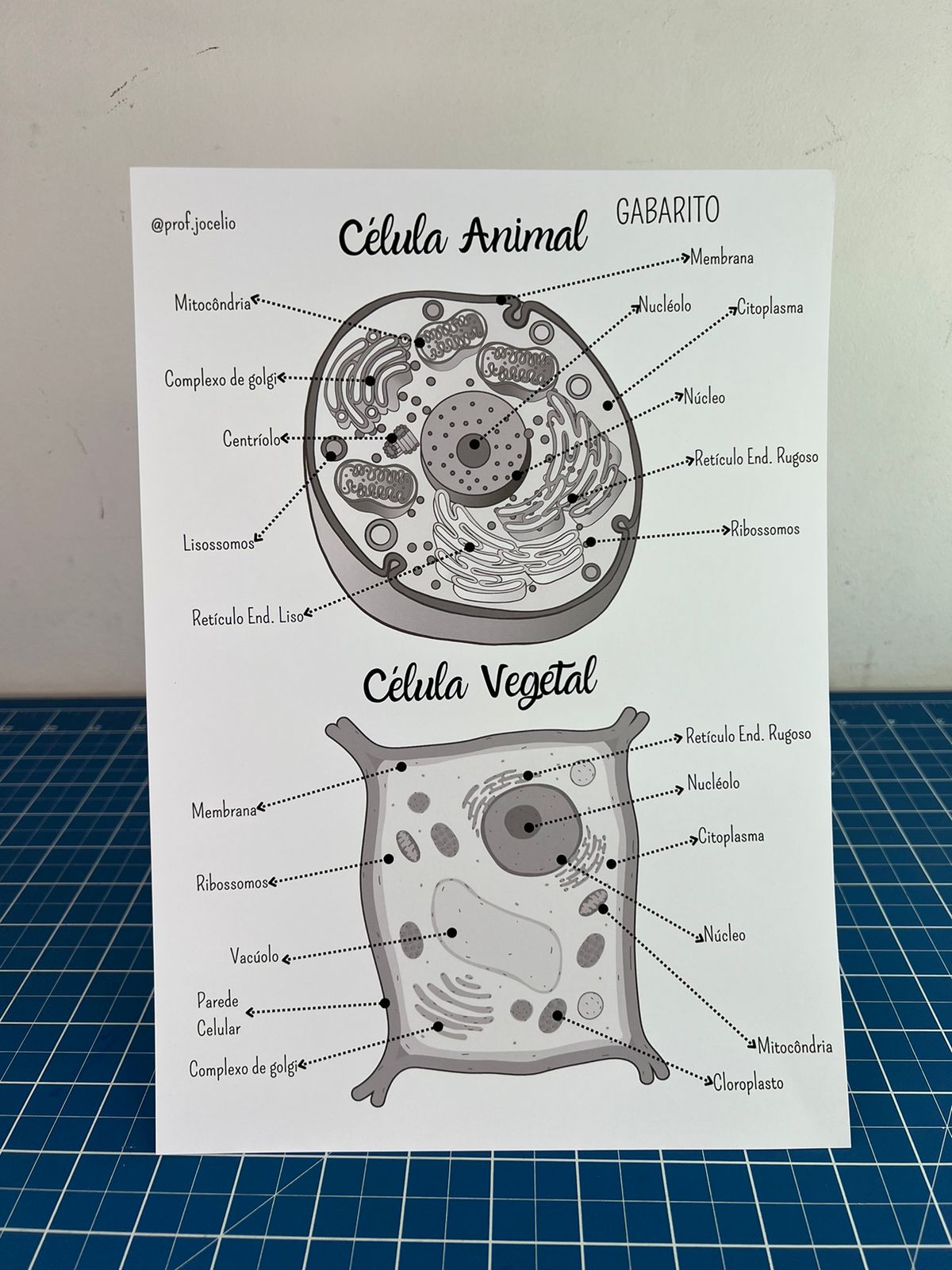 Identificando Organelas Celulares - Imagem 3