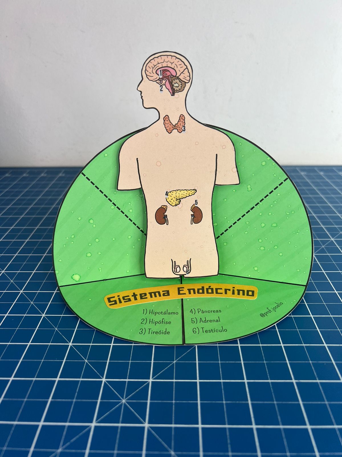 Nosso Sistema Endócrino de Cada Dia - Imagem 7