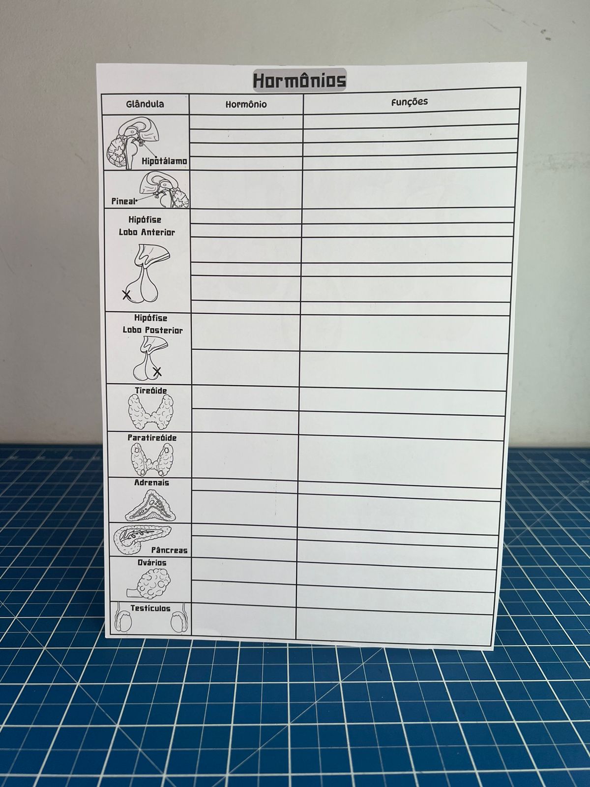 Nosso Sistema Endócrino de Cada Dia - Imagem 4