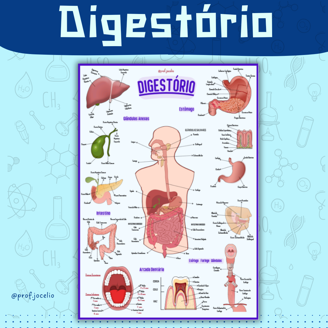 Sistema Digestório - Cartaz Gigante