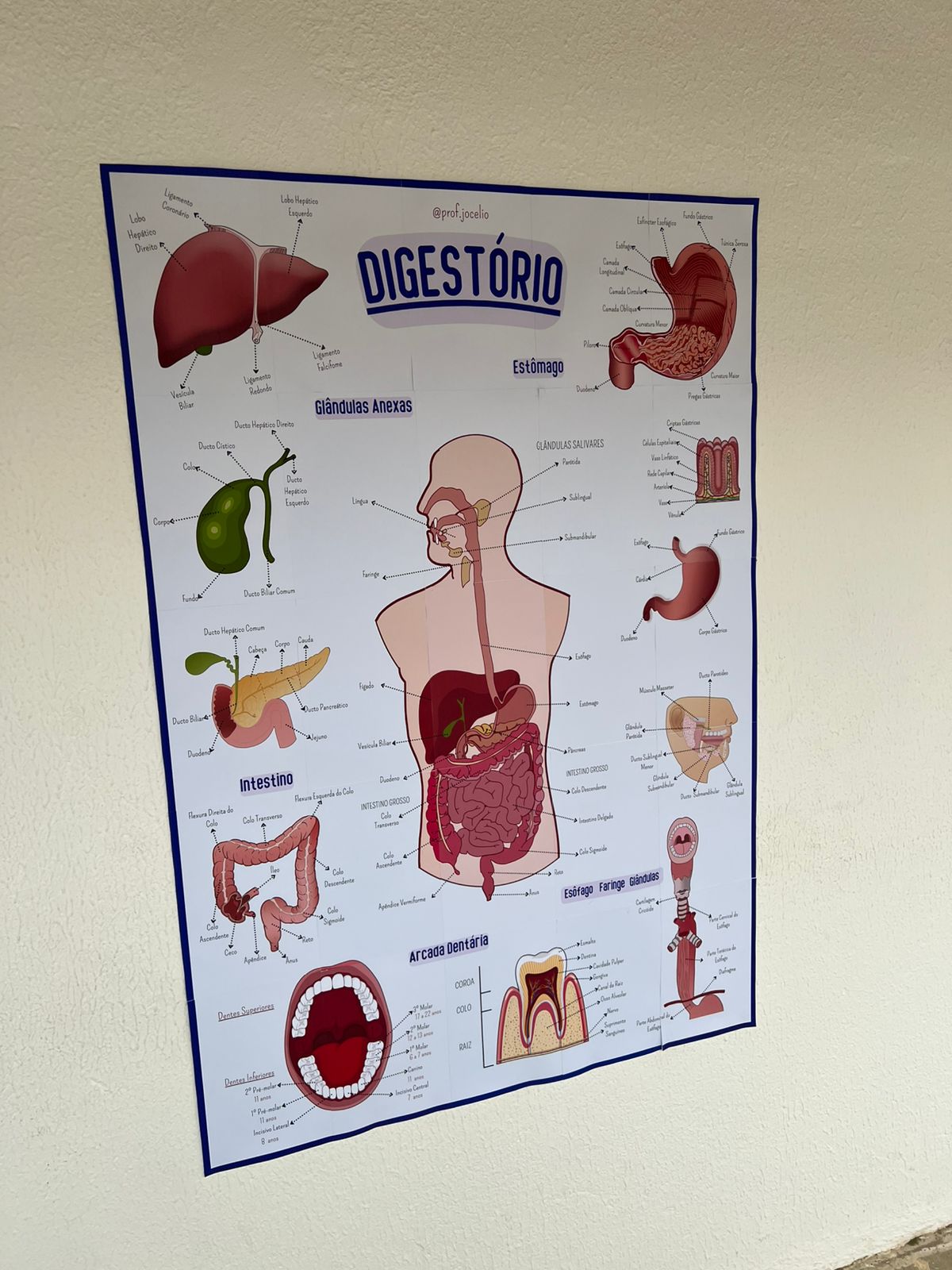 Sistema Digestório - Cartaz Gigante - Imagem 5