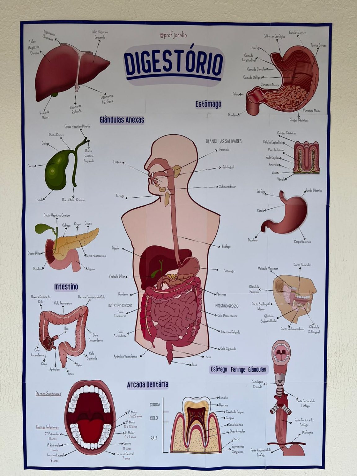Sistema Digestório – Cartaz Gigante – Sua Loja de Atividades ...
