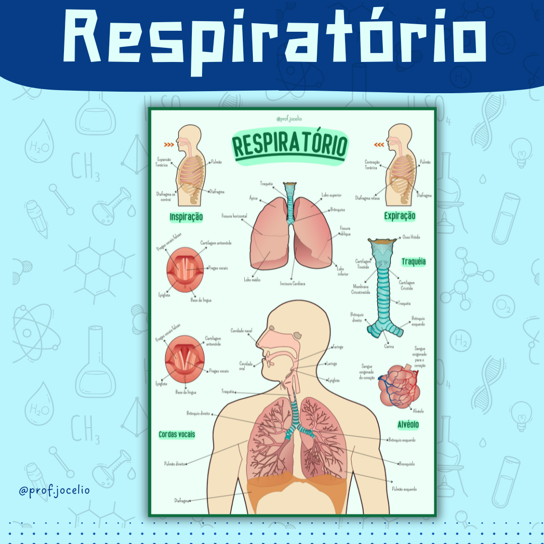 Sistema Respiratório - Cartaz Gigante