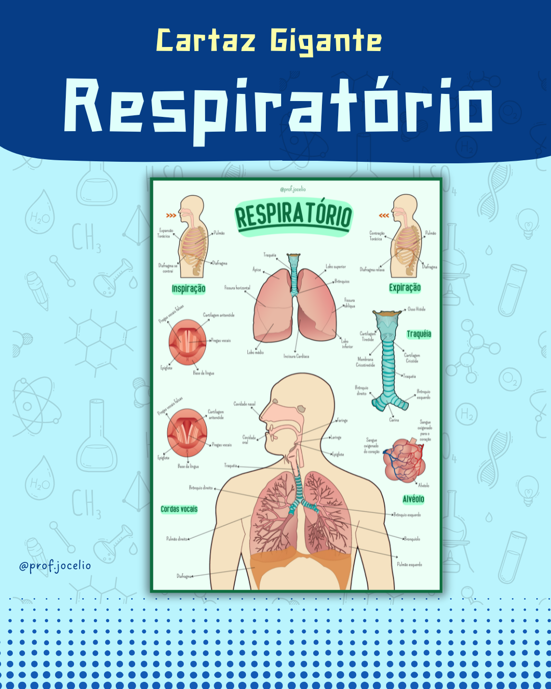 Sistema Respiratório - Cartaz Gigante