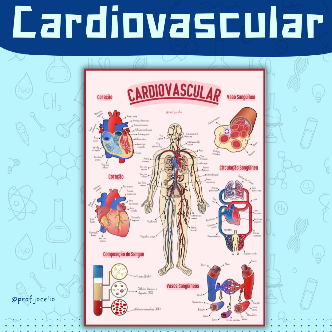 Sistema Cardiovascular - Cartaz Gigante