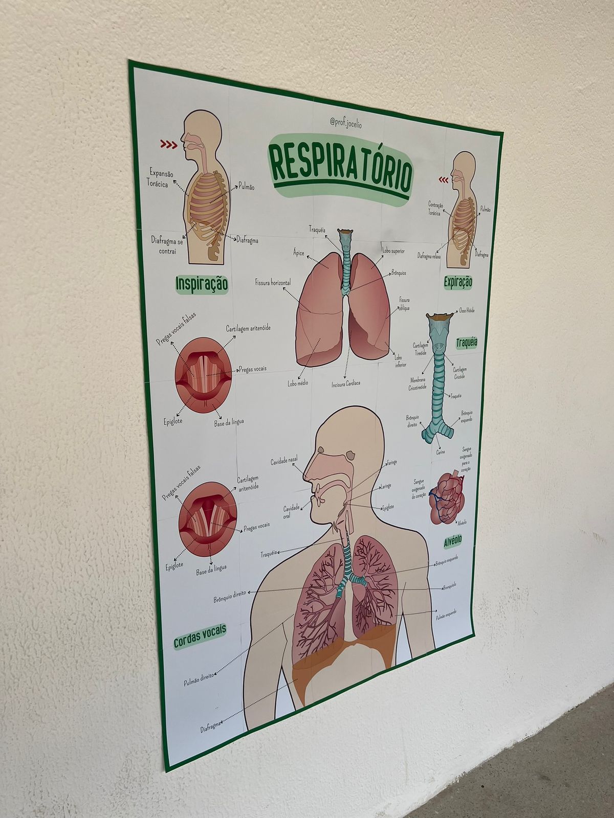Sistema Respiratório - Cartaz Gigante - Imagem 3