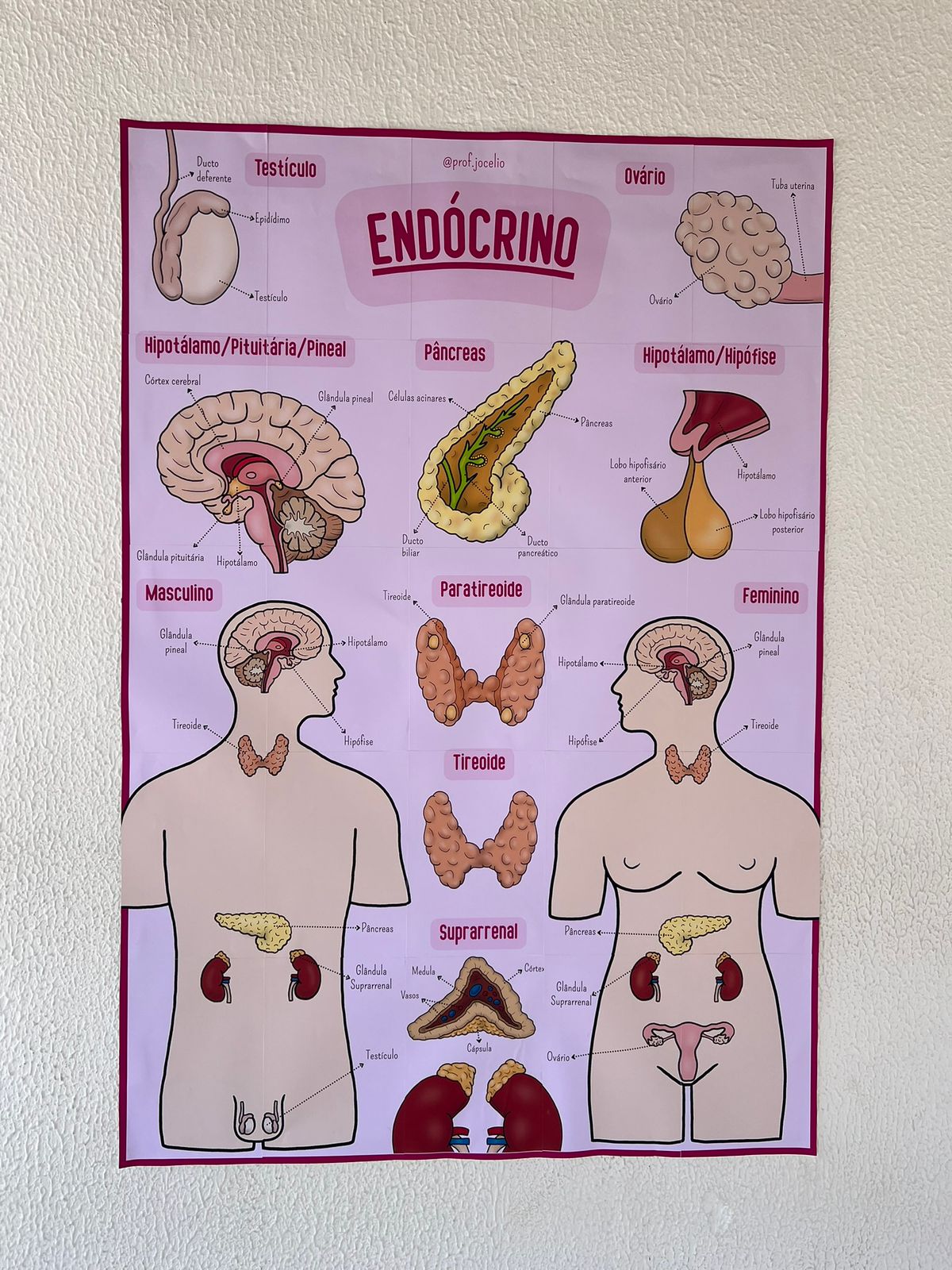 Sistema Endócrino - Cartaz Gigante - Imagem 3