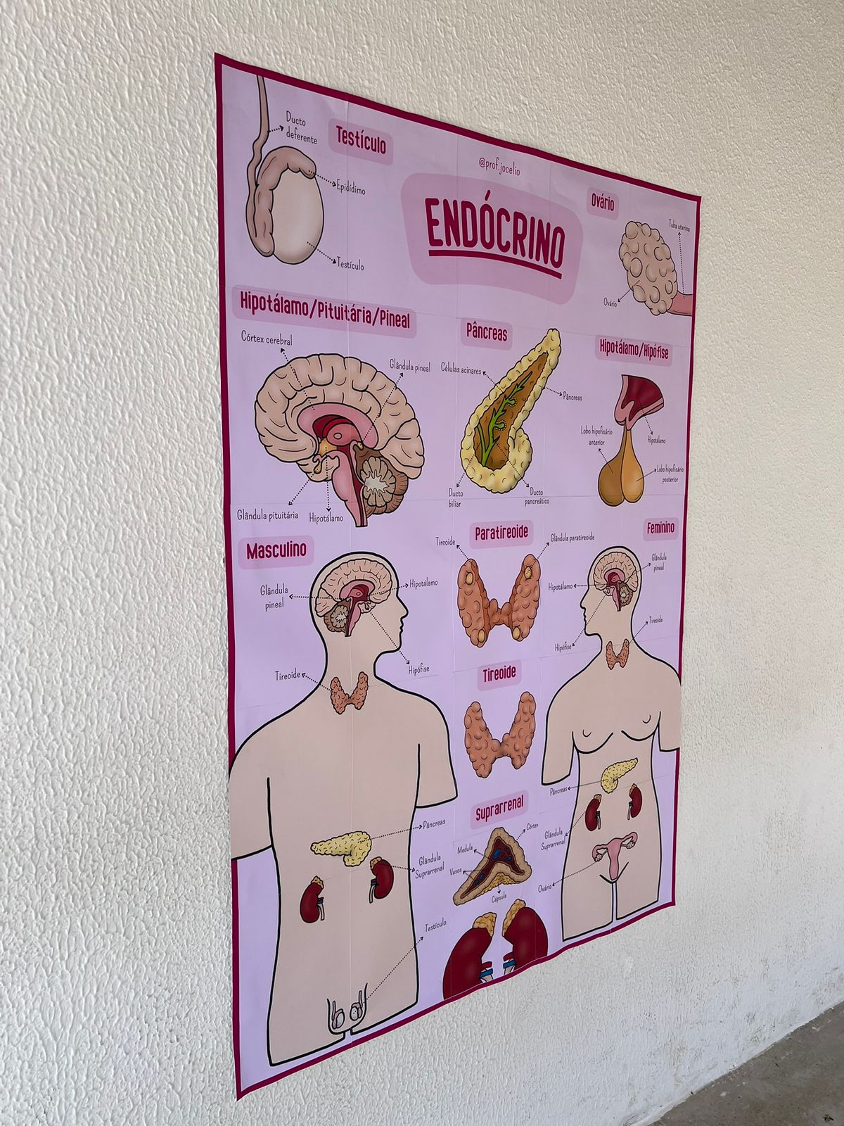 Sistema Endócrino - Cartaz Gigante - Imagem 2