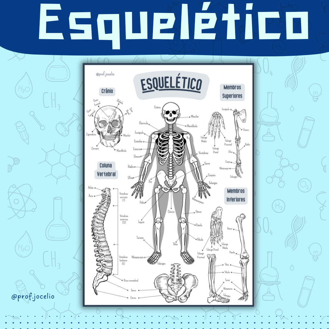 Sistema Esquelético - Cartaz Gigante