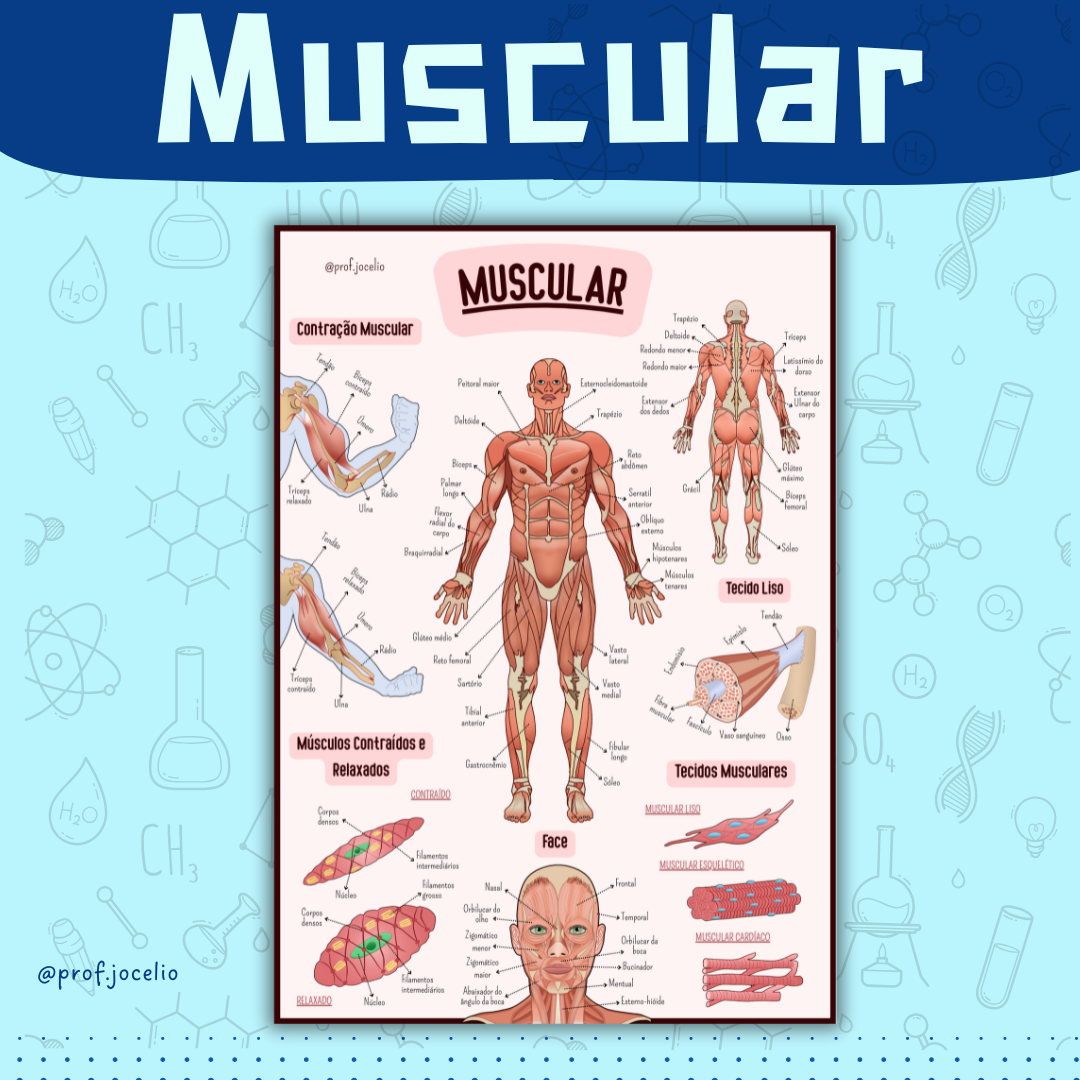 Sistema Muscular - Cartaz Gigante