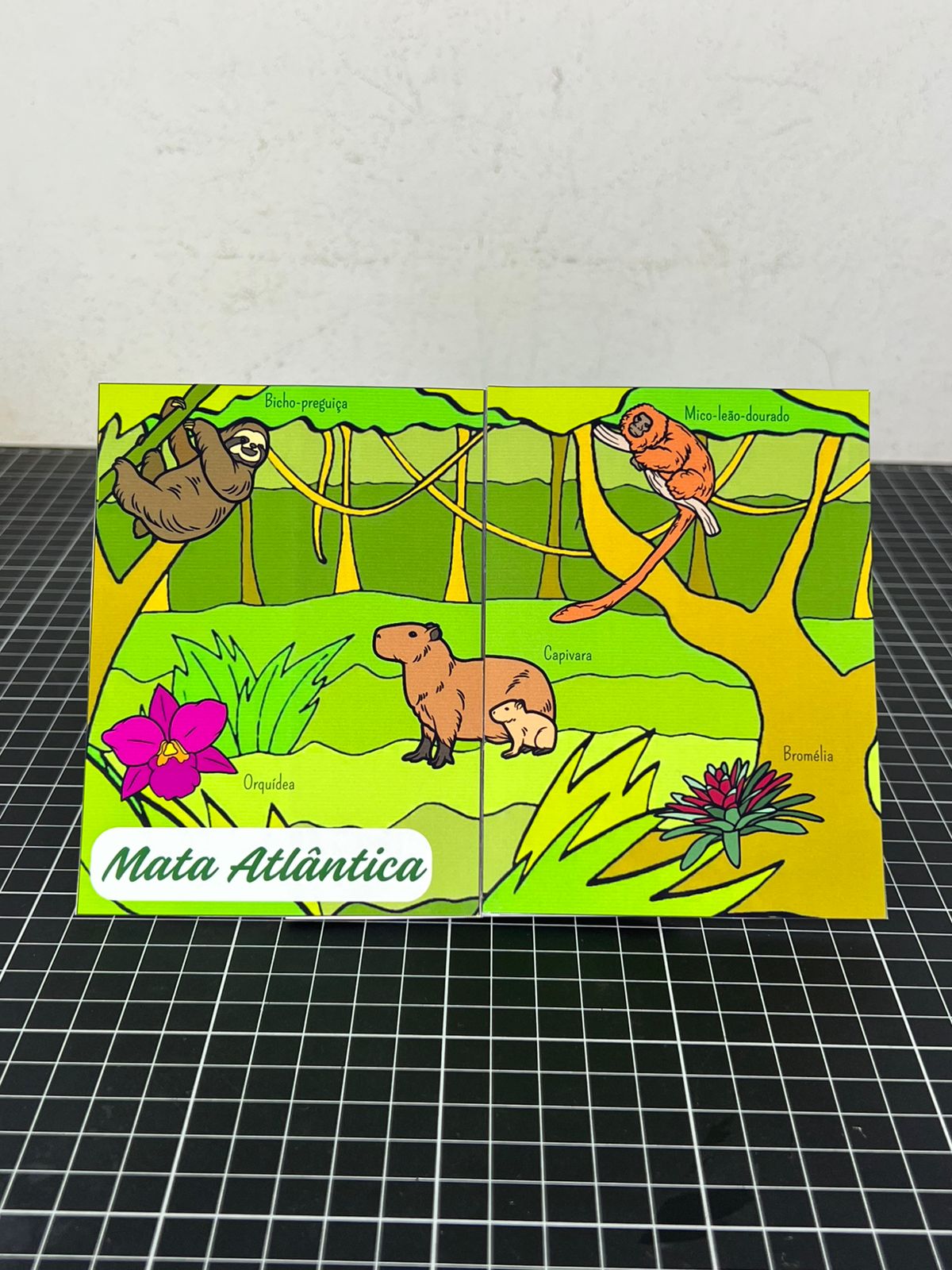 Janelinha dos Biomas Brasileiros - Imagem 12