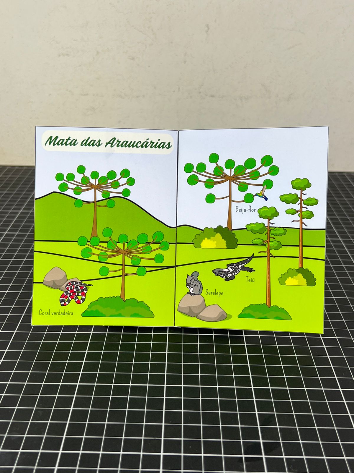 Janelinha dos Biomas Brasileiros - Imagem 6