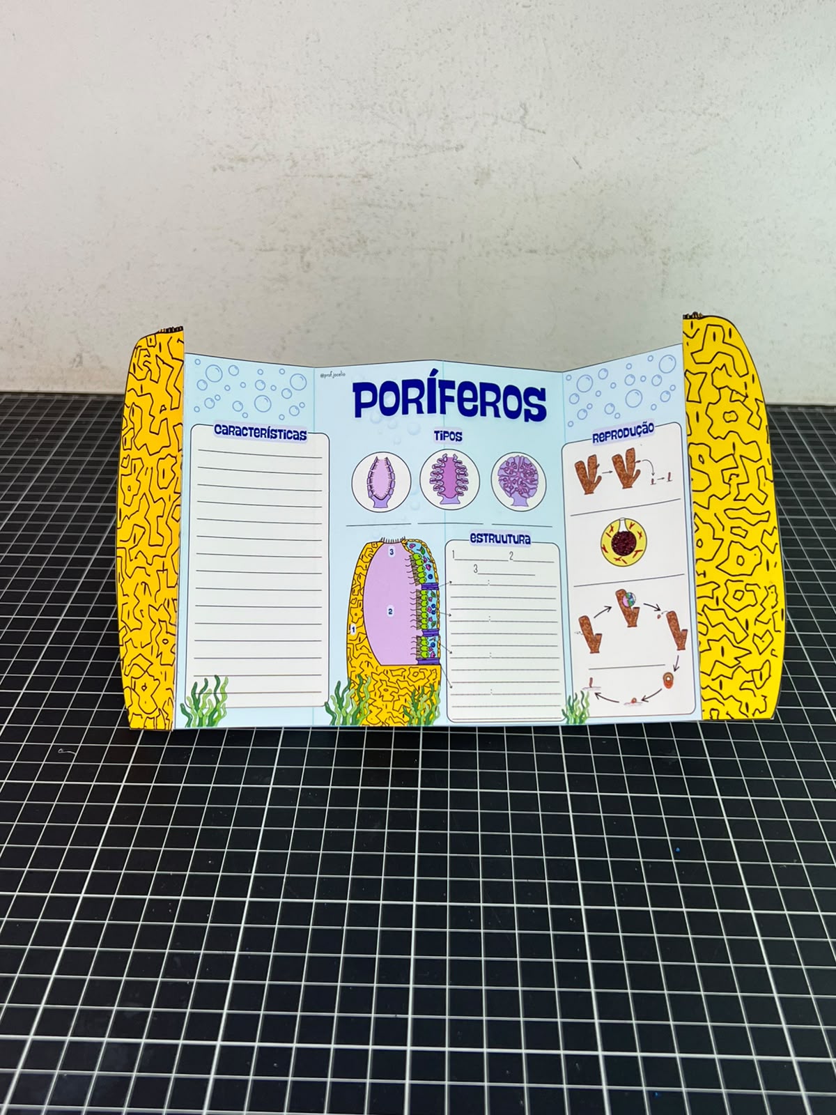 Animal Zoo: Poríferos e Cnidários - Imagem 8