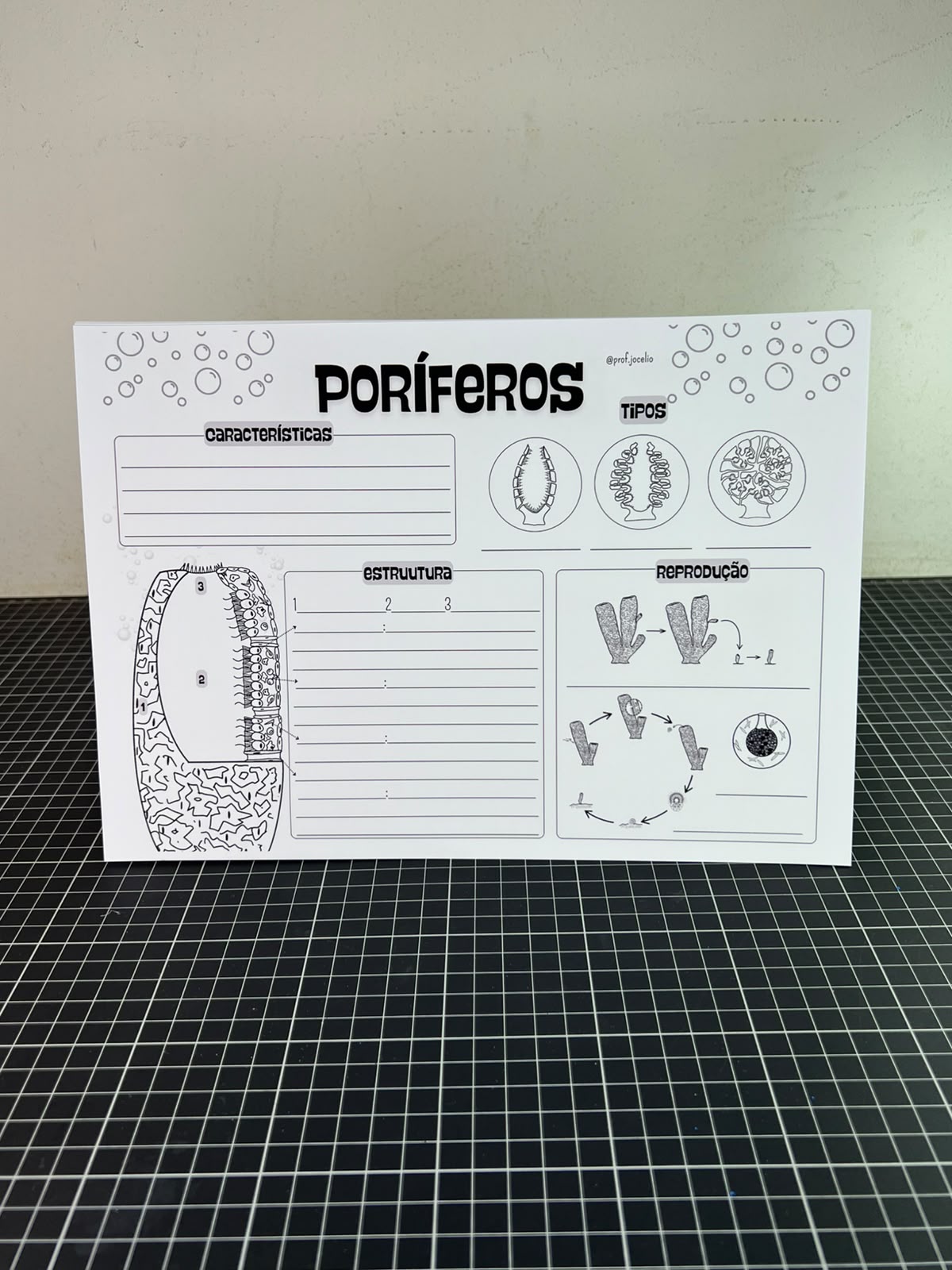 Animal Zoo: Poríferos e Cnidários - Imagem 5