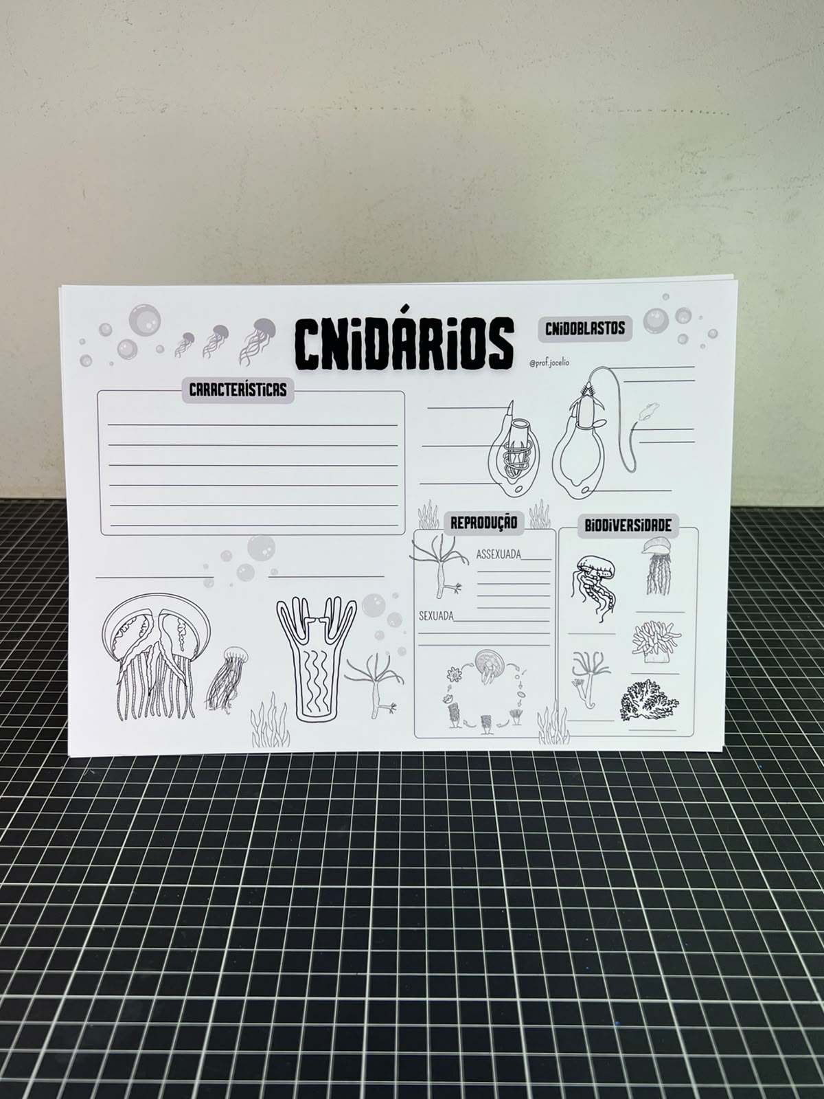Animal Zoo: Poríferos e Cnidários - Imagem 4