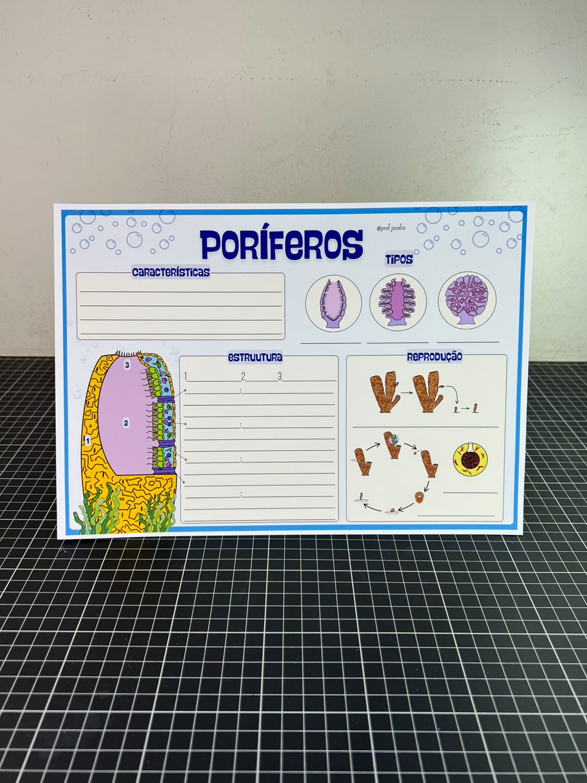 Animal Zoo: Poríferos e Cnidários - Imagem 3