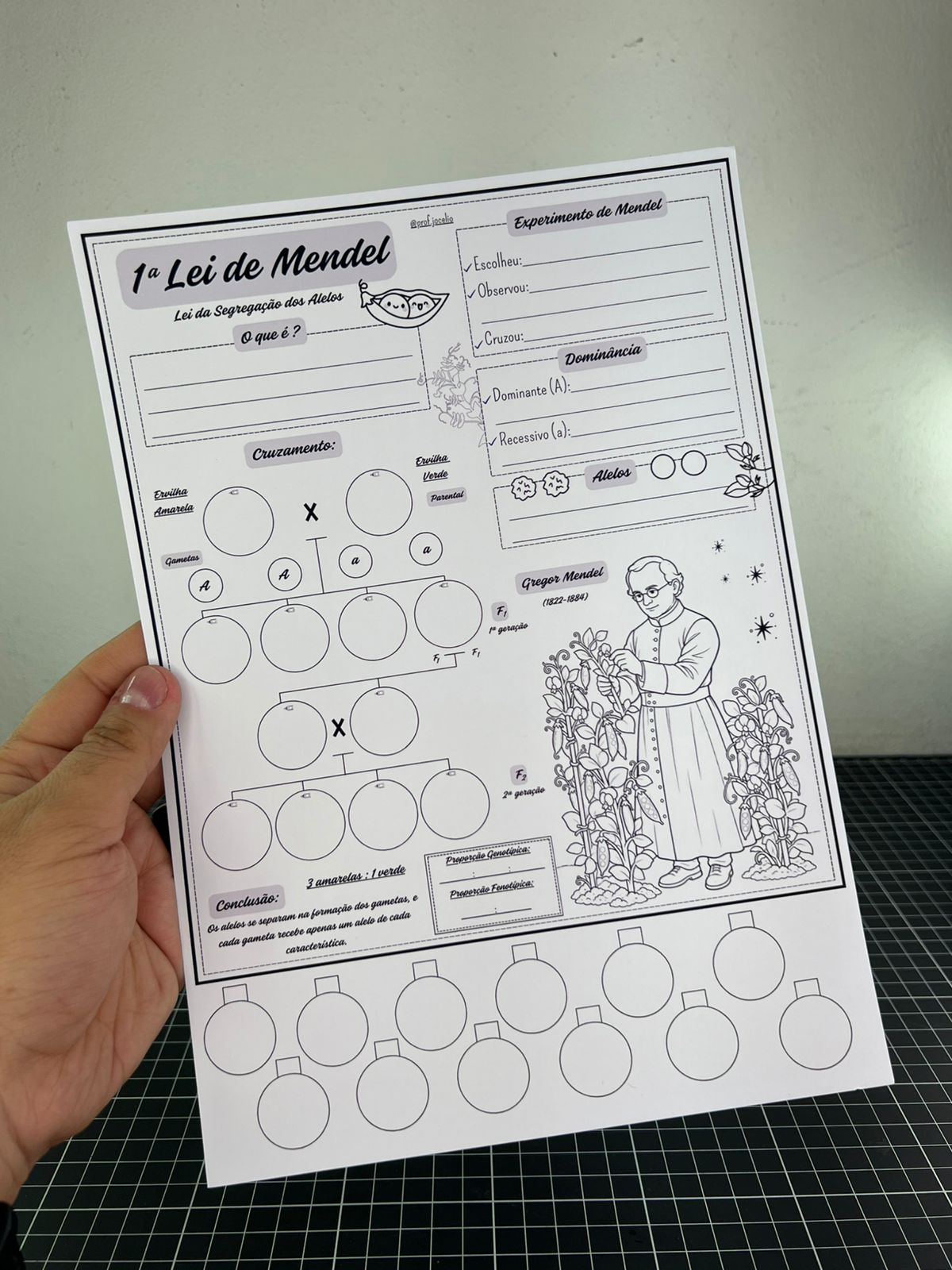 Desenvolvendo a 1ª Lei de Mendel - Imagem 5