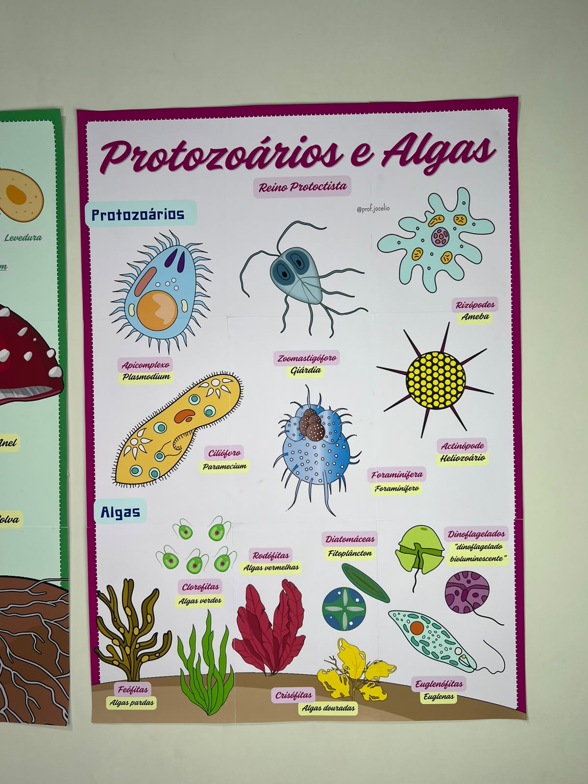 Microrganismos - Cartazes - Imagem 8