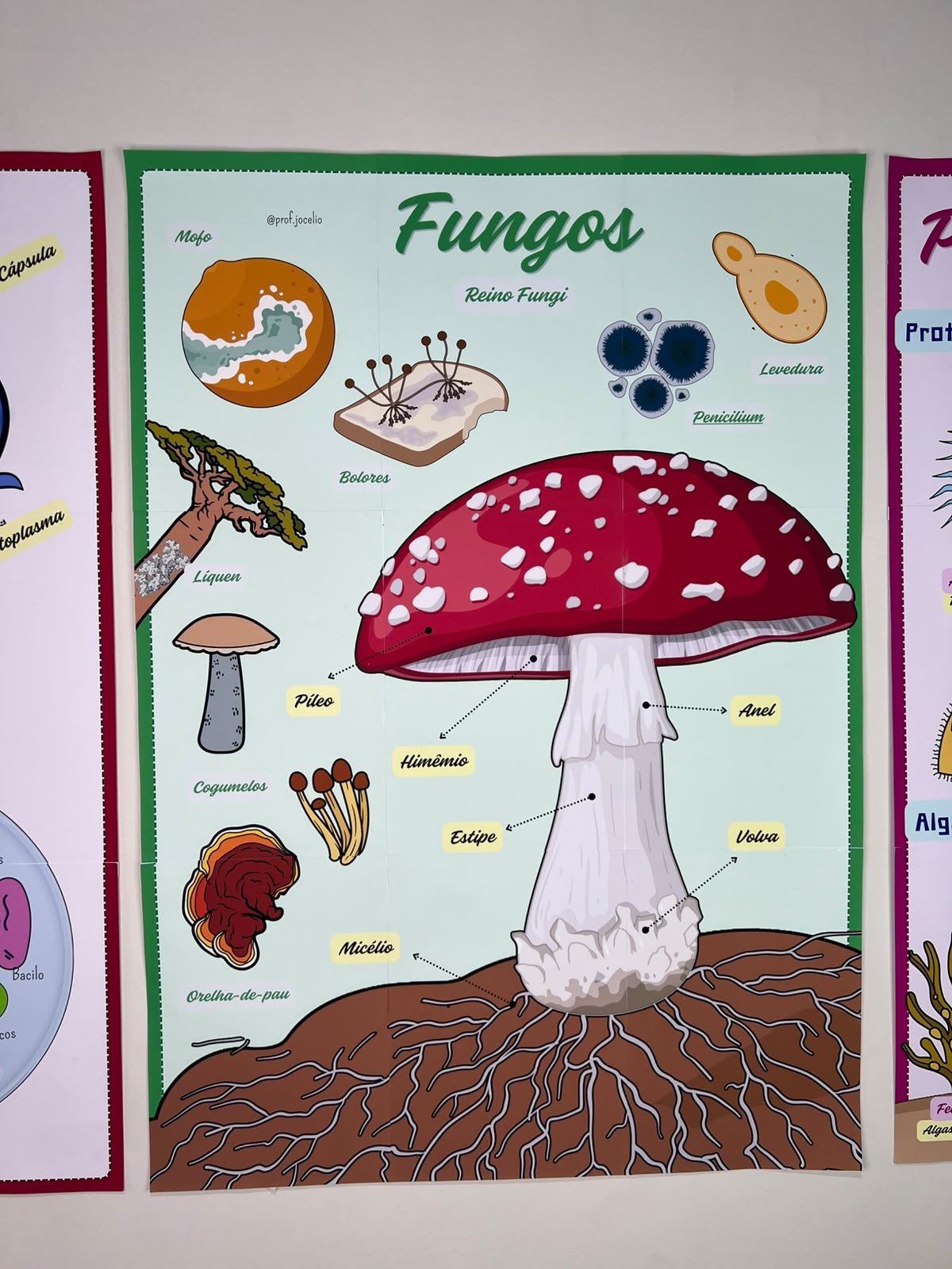Microrganismos - Cartazes - Imagem 7