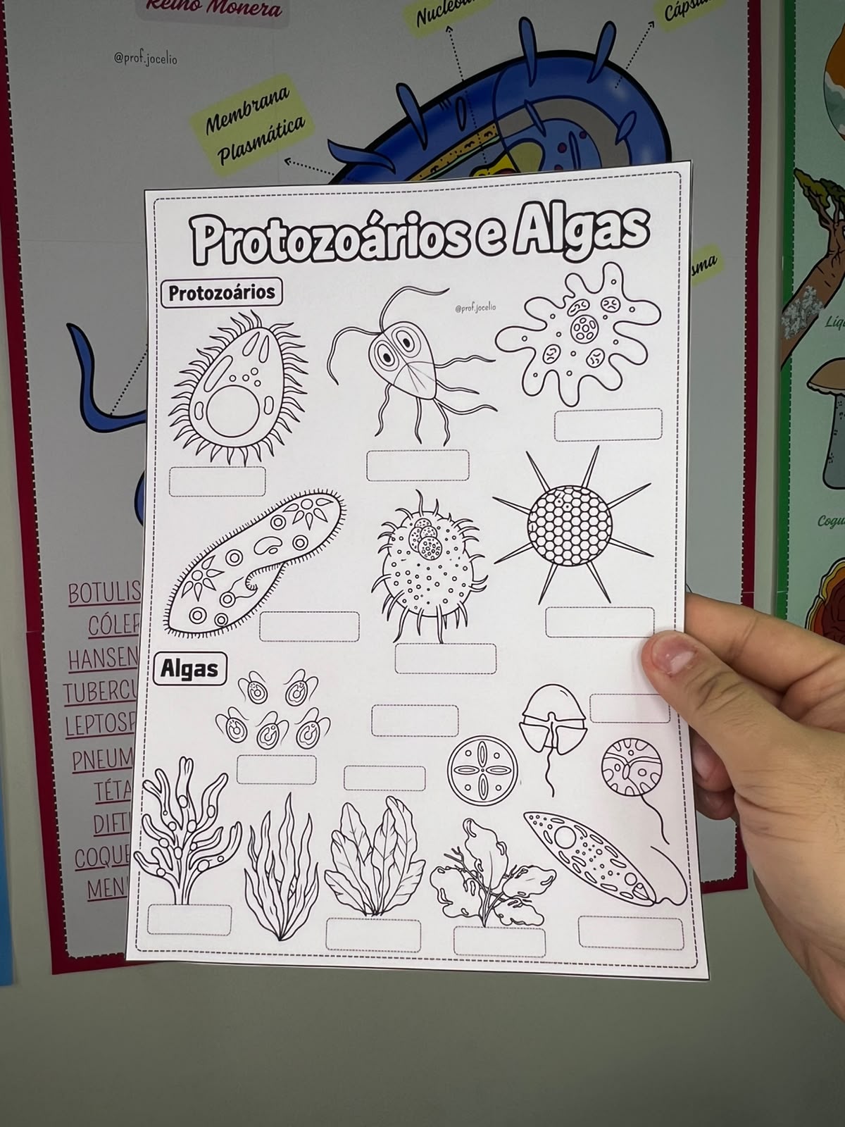 Microrganismos - Cartazes - Imagem 4