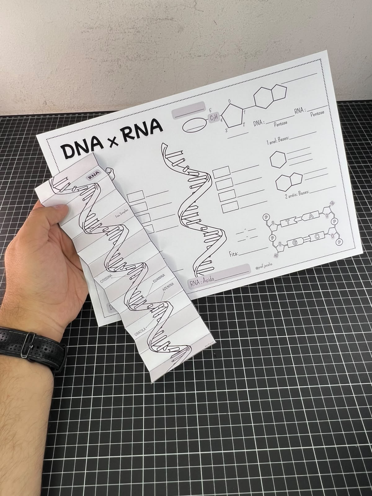Sanfona do DNA e RNA - Imagem 4