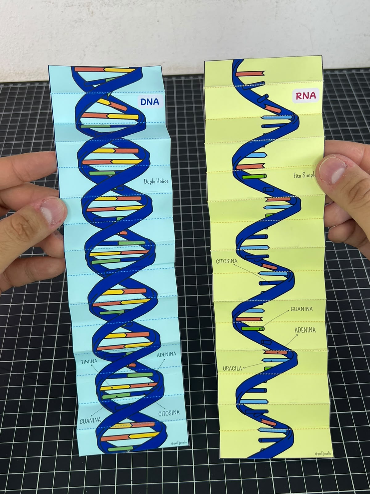 Sanfona do DNA e RNA - Imagem 3