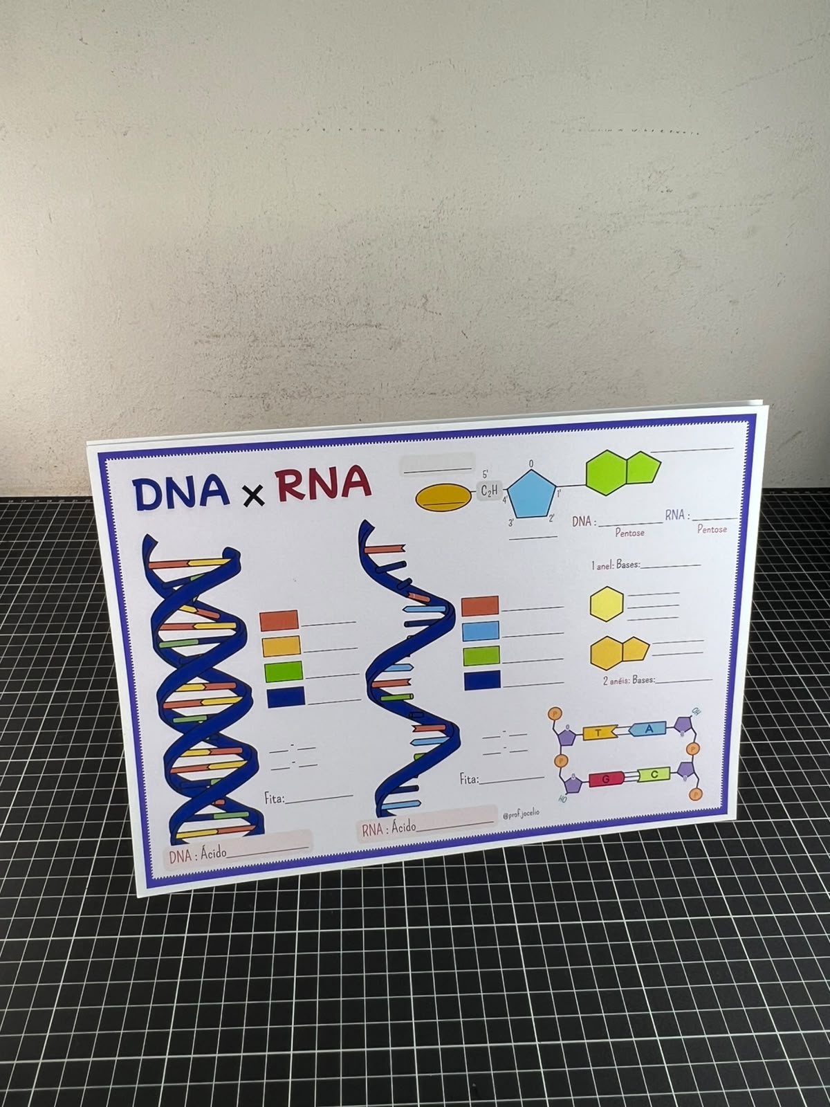 Sanfona do DNA e RNA - Imagem 2