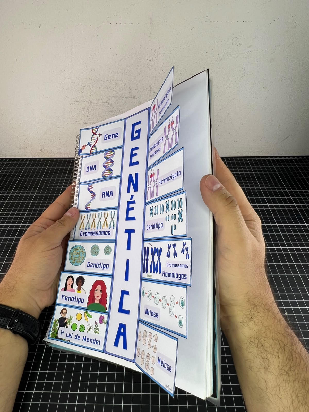Flipbook Genético - Imagem 4