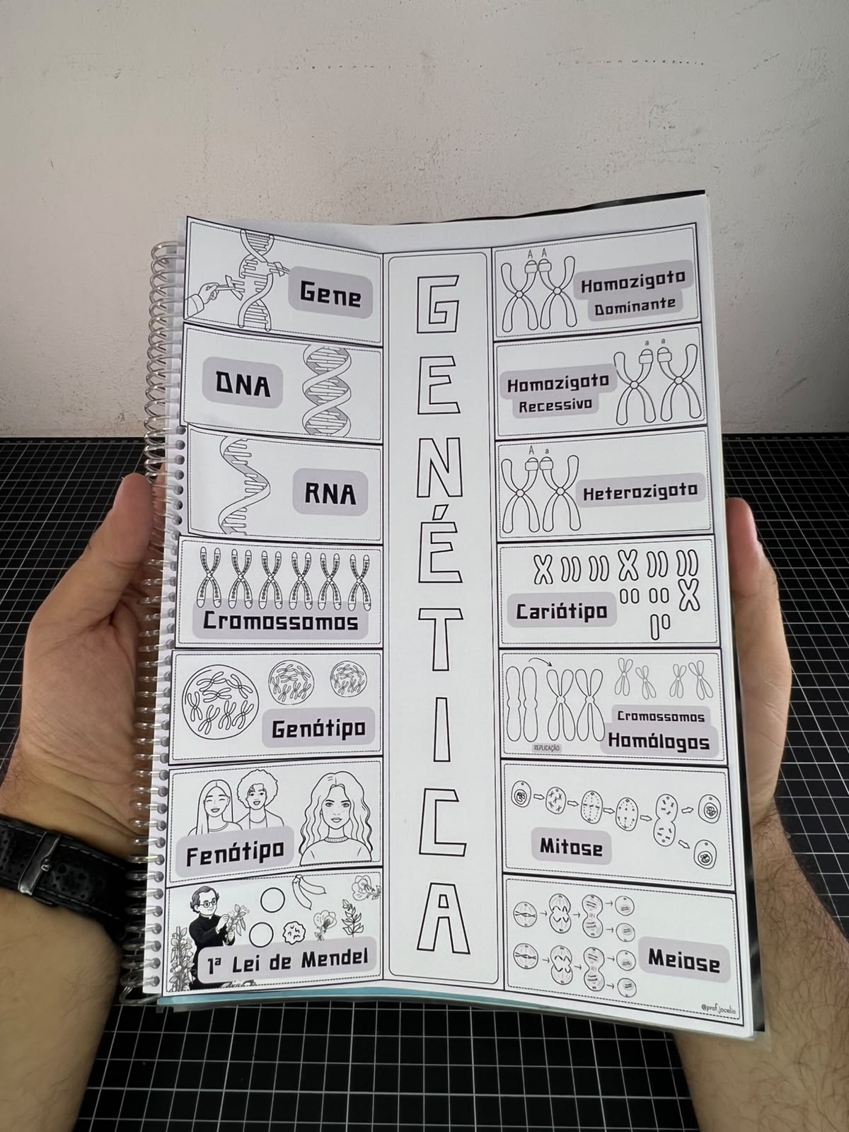 Flipbook Genético - Imagem 2
