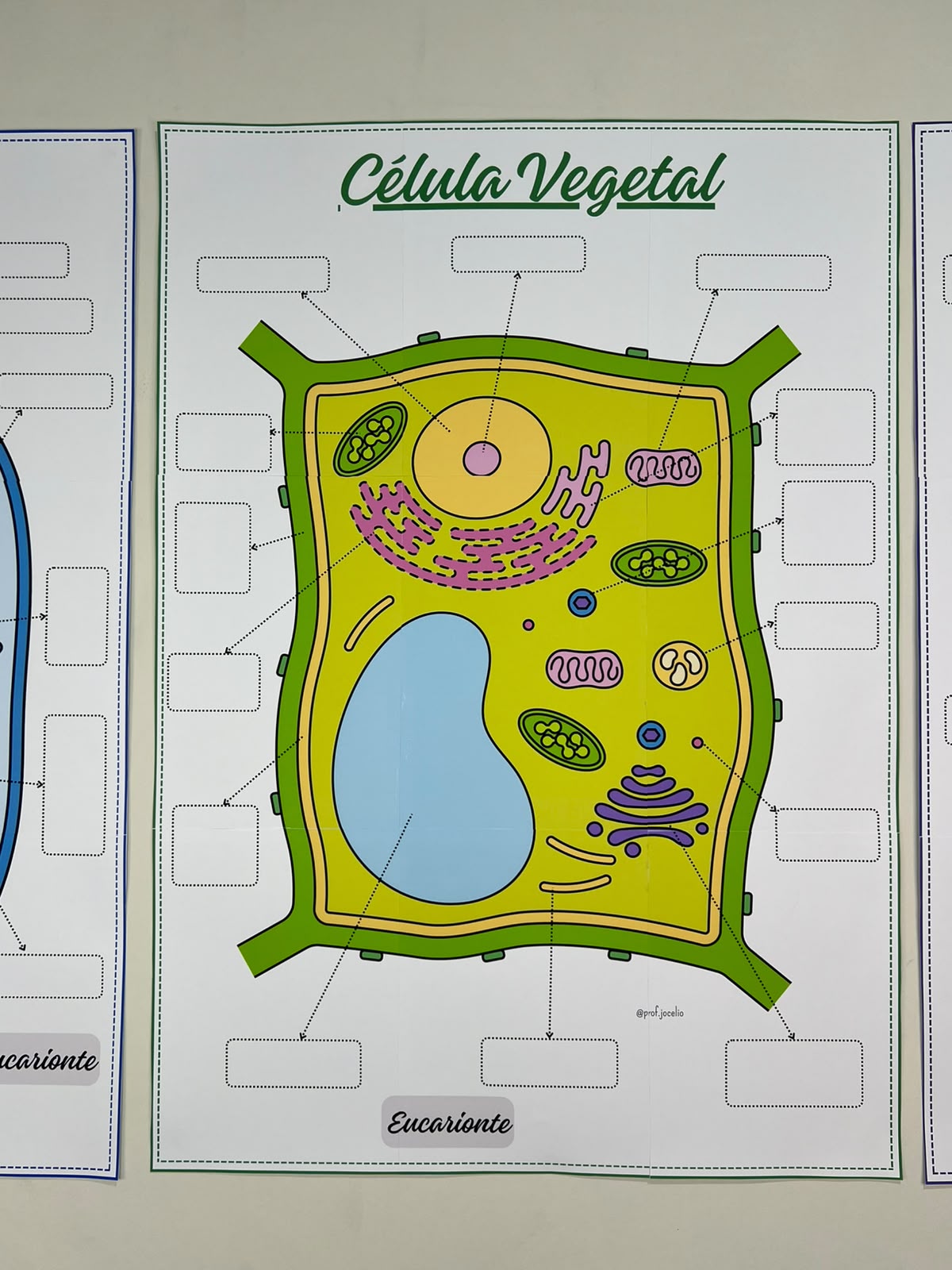 Células - Cartazes para Colorir - Imagem 4