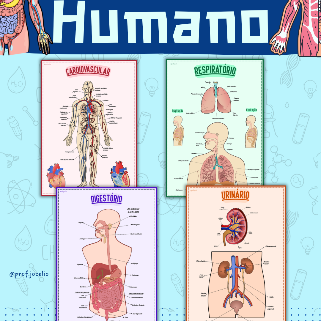 Corpo Humano - Cartazes