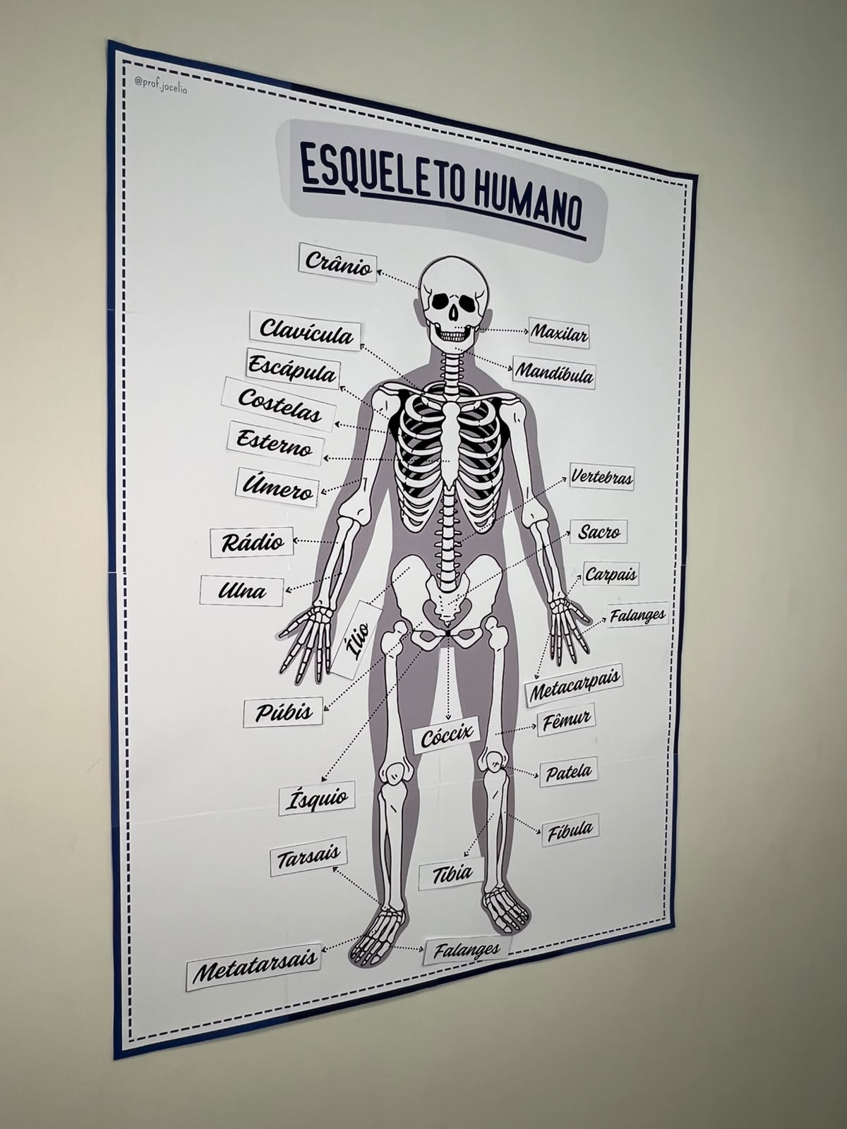 Identificando Ossos - Imagem 4