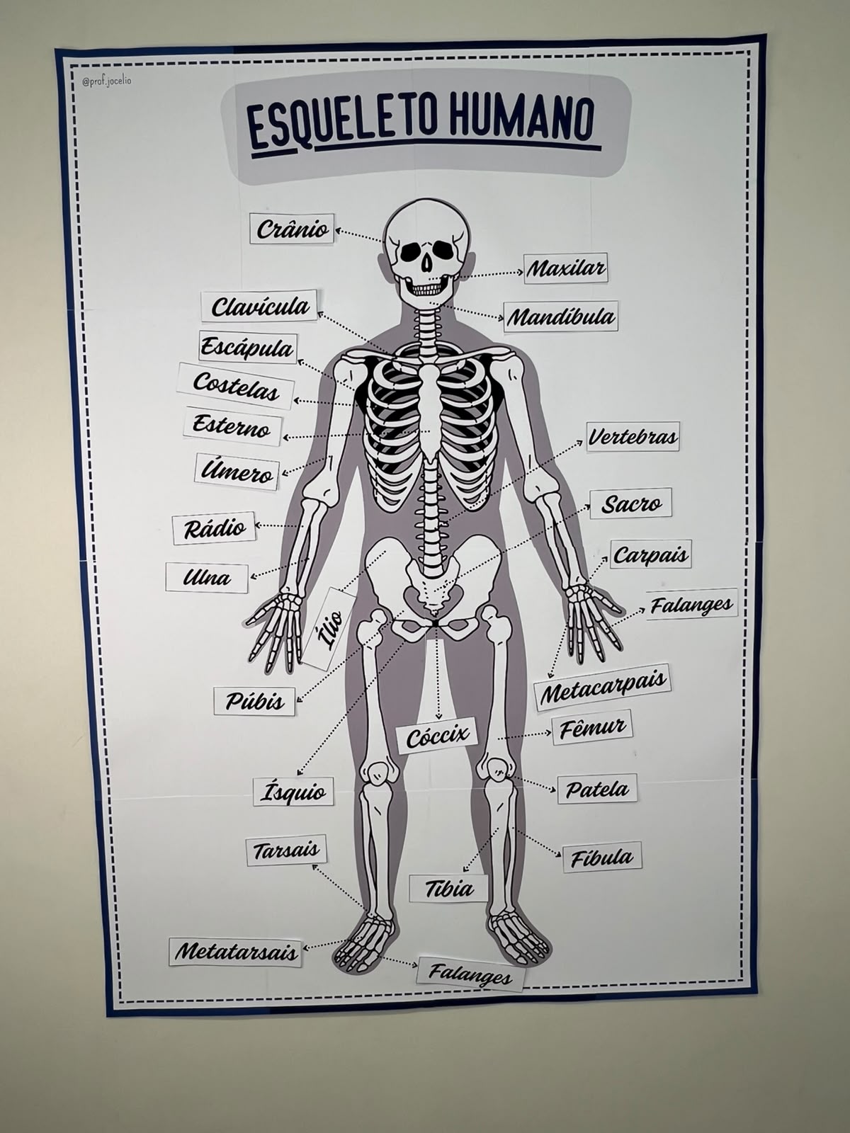 Identificando Ossos - Imagem 3