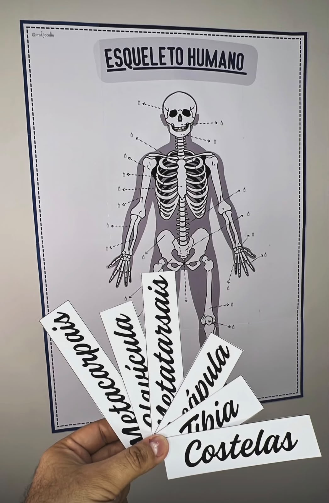 Identificando Ossos - Imagem 2